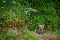 Jeune renardeau dans le bois de Beaurepaire